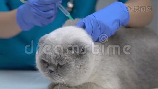 对不满的猫进行常规注射，宠物接种，医疗保健视频