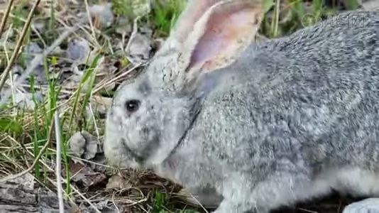 灰兔的特写镜头在牧场吃草视频