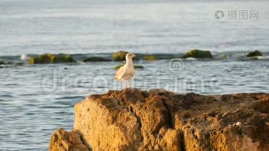 一只大海鸥站在海边的石头上视频