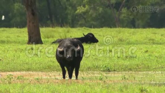 水牛在农场放牧视频