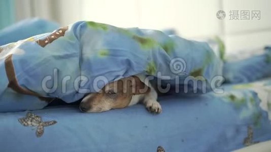 有趣的困家狗从舒适的蓝色毯子里出来视频