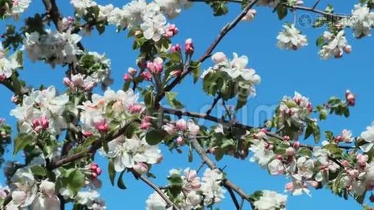 苹果树在蓝天上开花视频