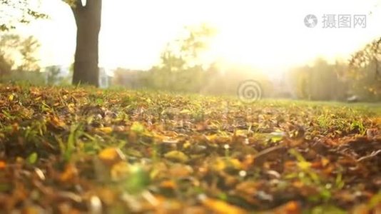 两个女孩正在秋天的公园里，在阳光和夕阳的映衬下，沿着枯黄的树叶漫步视频