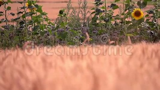 大自然田野里的向日葵视频