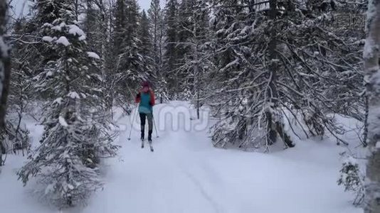 滑雪巡回赛-在白雪皑皑的冬林里带着滑雪板的女人。 芬兰视频