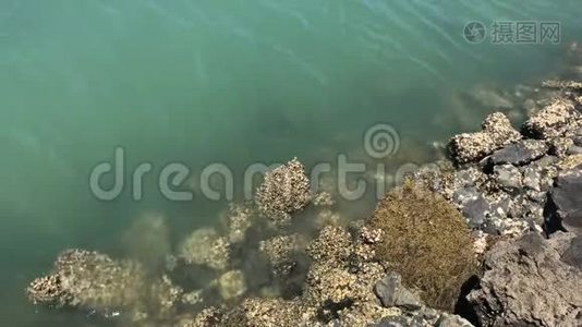 绿色海水轻轻地流过覆盖在贝壳上的岩石视频