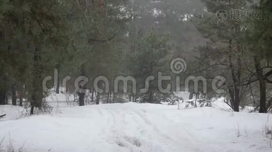 小径跑。 年轻迷人的白种人女孩在雪地上奔跑在森林里。 后面跟着射击。 慢动作视频