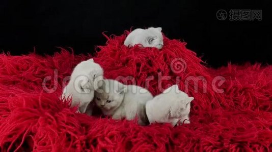 在红毛绒地毯上的一只英国小猫视频