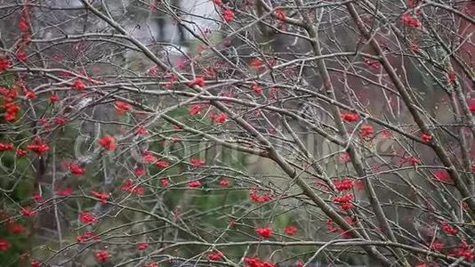 鸟吃山灰树高清镜头视频