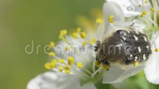 白花上的黑虫虫视频