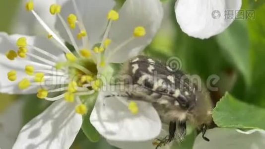 白花上的黑虫虫视频