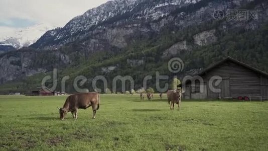 阿尔卑斯山的牛跑到镜头前，惊人的山峦覆盖着巨大的石头，背景是绿色的森林。牛视频