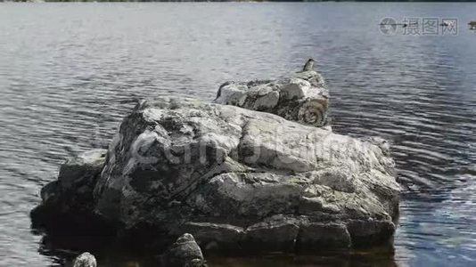 塔斯马尼亚州摇篮山鸽子湖的岩石上的燕子视频