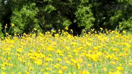 风吹拂着黄色清新的野花，绿草，美丽的风景视频
