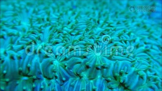 石竹子珊瑚群视频