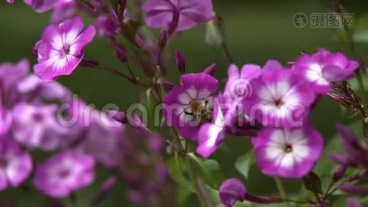 大黄蜂授粉粉花.视频