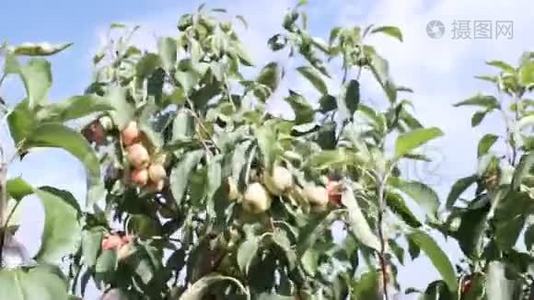 花园里树枝上的苹果。苹果树红色有机水果在夏末运动视频。视频