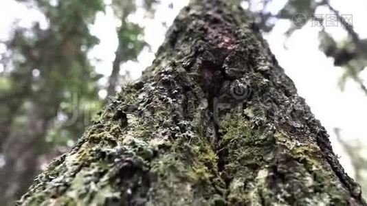 在森林和多云的天空背景上，一棵老树干被绿色的苔藓覆盖着。 库存录像。 基本观点视频