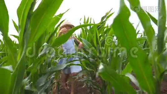 在阴天时，戴着草帽的快乐小孩子通过玉米地跑到镜头前。 漂亮可爱的女孩视频