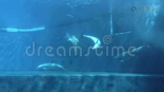 海豚2视频