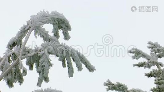 雪和完全冻结的树枝，背景是灰色的天空视频