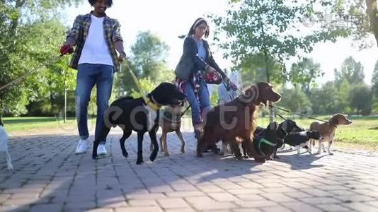 公园里有专业的狗行者和许多不同的狗视频