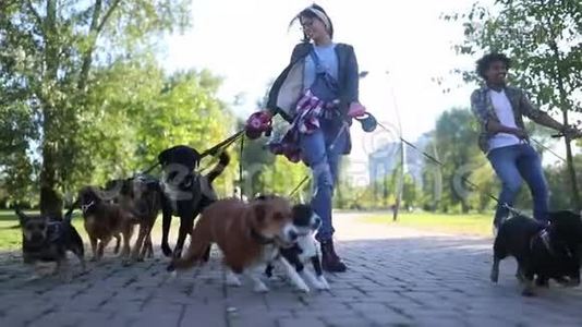 公园里有专业的狗行者和许多不同的狗视频