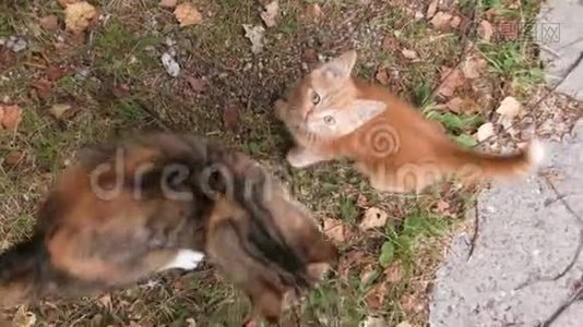 秋天，猫和小猫在草地上。视频