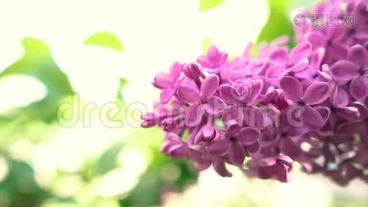 开着美丽的紫丁香花的绿野视频