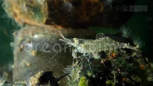 在黑海海洋生物群落水族馆中，活跃和柔嫩的对虾、棕榈、咸水岩池虾捕获浮游生物食物视频