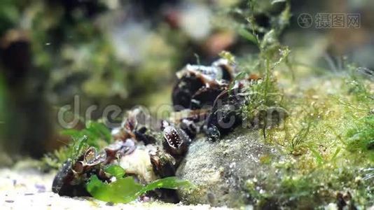 黑海咸水海洋生物滩涂用双壳类软体动物群过滤水流捕捉食物视频