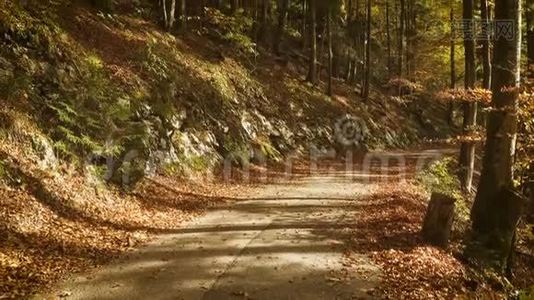 秋天森林里的一条空小路视频