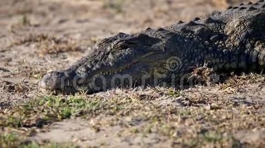 尼罗河鳄鱼躺在地上视频