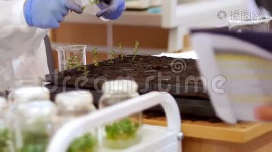 生物技术和基因工程-一个工人把这些小植物与地面结合在一个特殊的细胞中视频