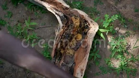 野蜜在一棵被非洲部落征服的空心树中视频