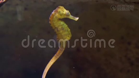 一种常见的黄色河口海马的大型特写镜头，黑色斑点在水下游动，印度热带海洋馆的宠物视频