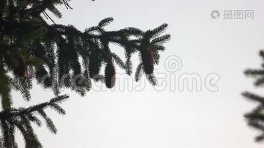 云杉枝，在晴朗的天空背景上有锥。视频