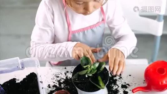 一个小女孩在家里种一种室内植物，在室内夯实土壤视频