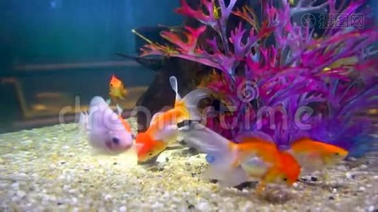 许多金鱼在水族馆里游泳。视频