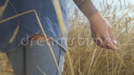 手中一个无忧无虑的女人穿着牛仔裤的衣服摸着黄麦穗站在麦田上特写.. 连接视频