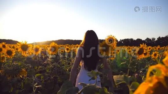 年轻女孩站在向日葵的田野上，举起双手。 女人享受风景和自由视频