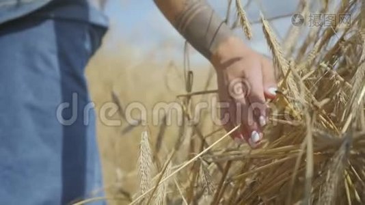 手中一个无忧无虑的女人穿着牛仔裤的衣服摸着黄麦穗站在麦田上特写.. 连接视频