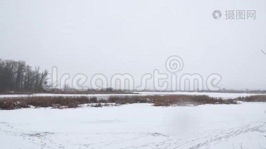 冰冻的湖或沼泽。雪地里干的沼泽草视频