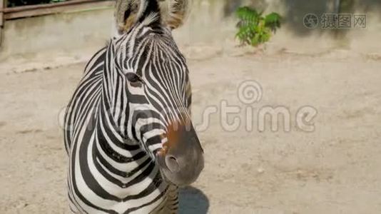 动物园里斑马的肖像。视频
