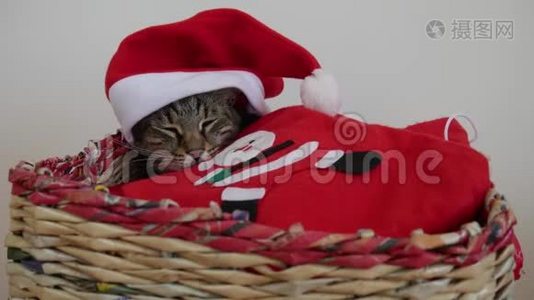 圣诞`新年假期，圣诞老人的猫睡在篮子里视频