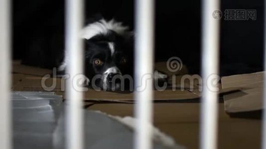 边境牧羊犬在笼子的栅栏之间看起来很害怕。视频