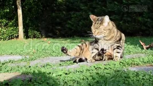 欧洲猫在花园里的阳光下轻轻地洗自己视频