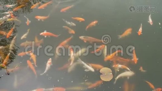 一大群红鲤鱼视频
