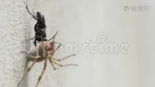 一只黑甲虫把一只死蜘蛛拖在墙上视频
