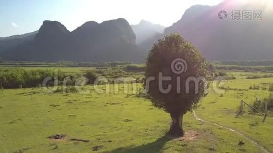 野景附近草地上叶子茂盛的树视频